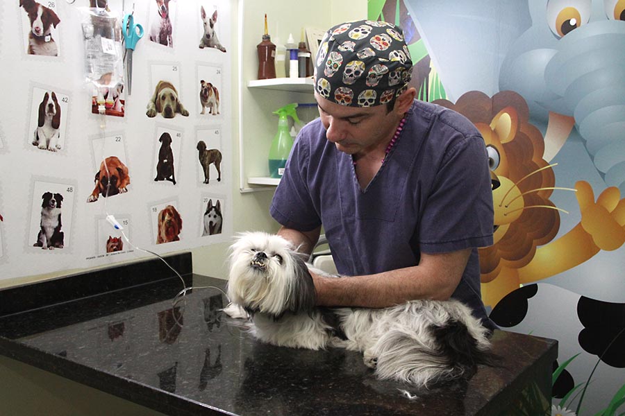 Seu cachorro está mancando e com  dor? Pode ser sinal de artrite ou artrose