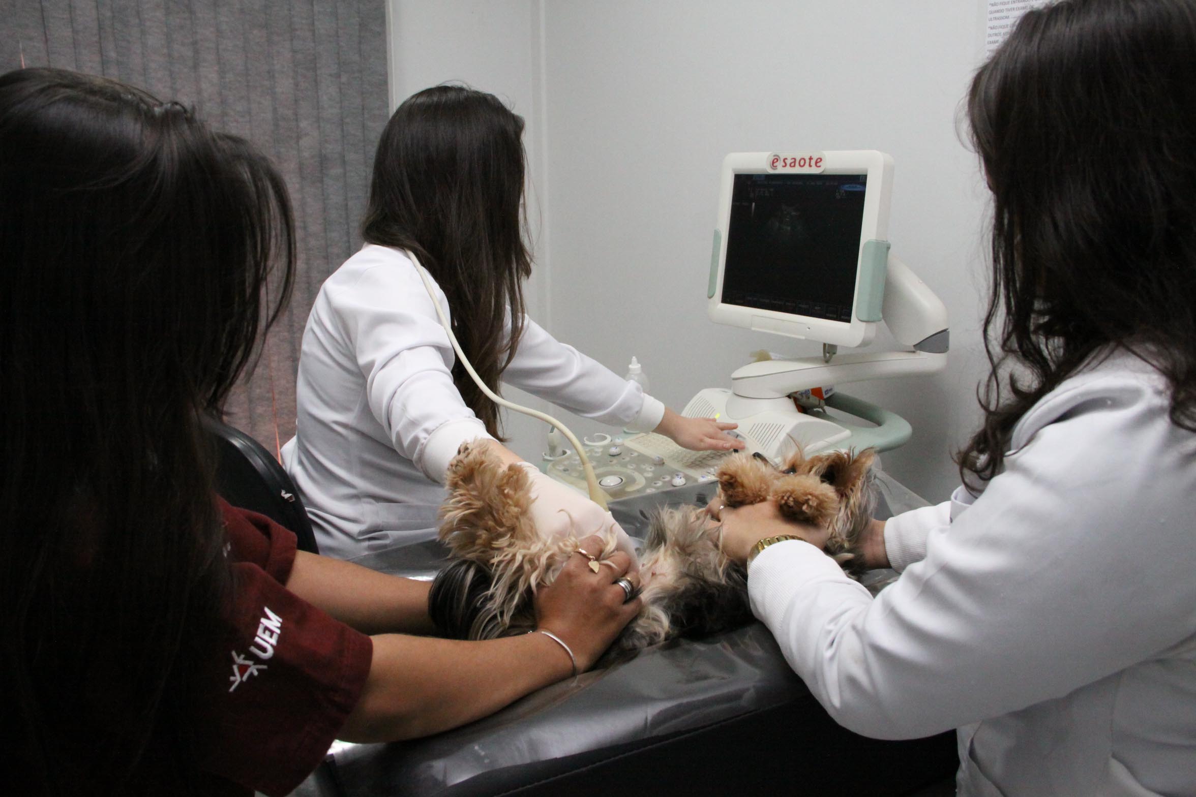 Se seu PET está doente, os exames por imagem podem ajudar no diagnóstico