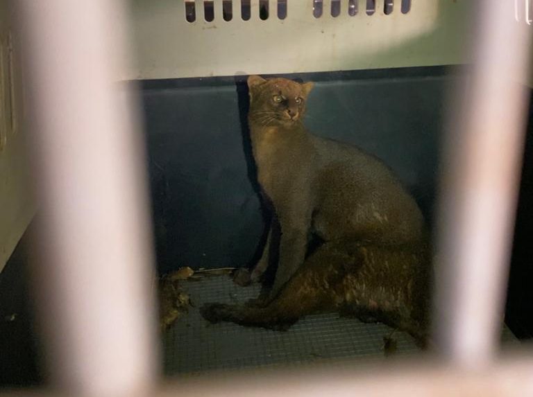 Gato-mourisco machucado é resgatado em Mariluz
