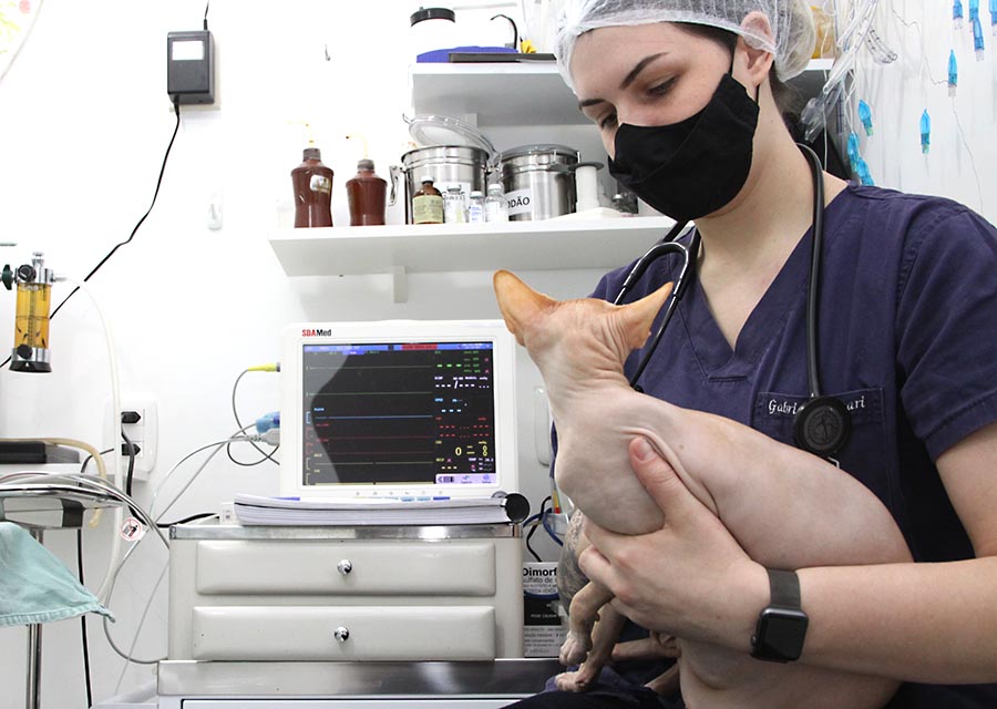 É importante ter um Médico Veterinário Anestesista em uma cirurgia?