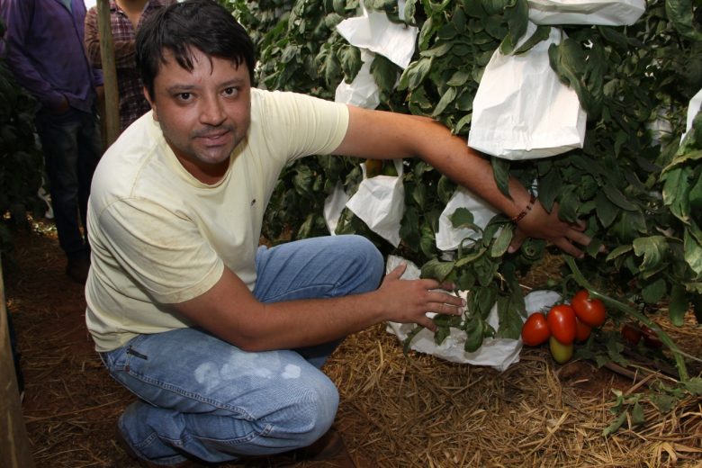 Jornal Ilustrado - Agricultores da região inovam produzindo tomate seguindo os eixos da sustentabilidade