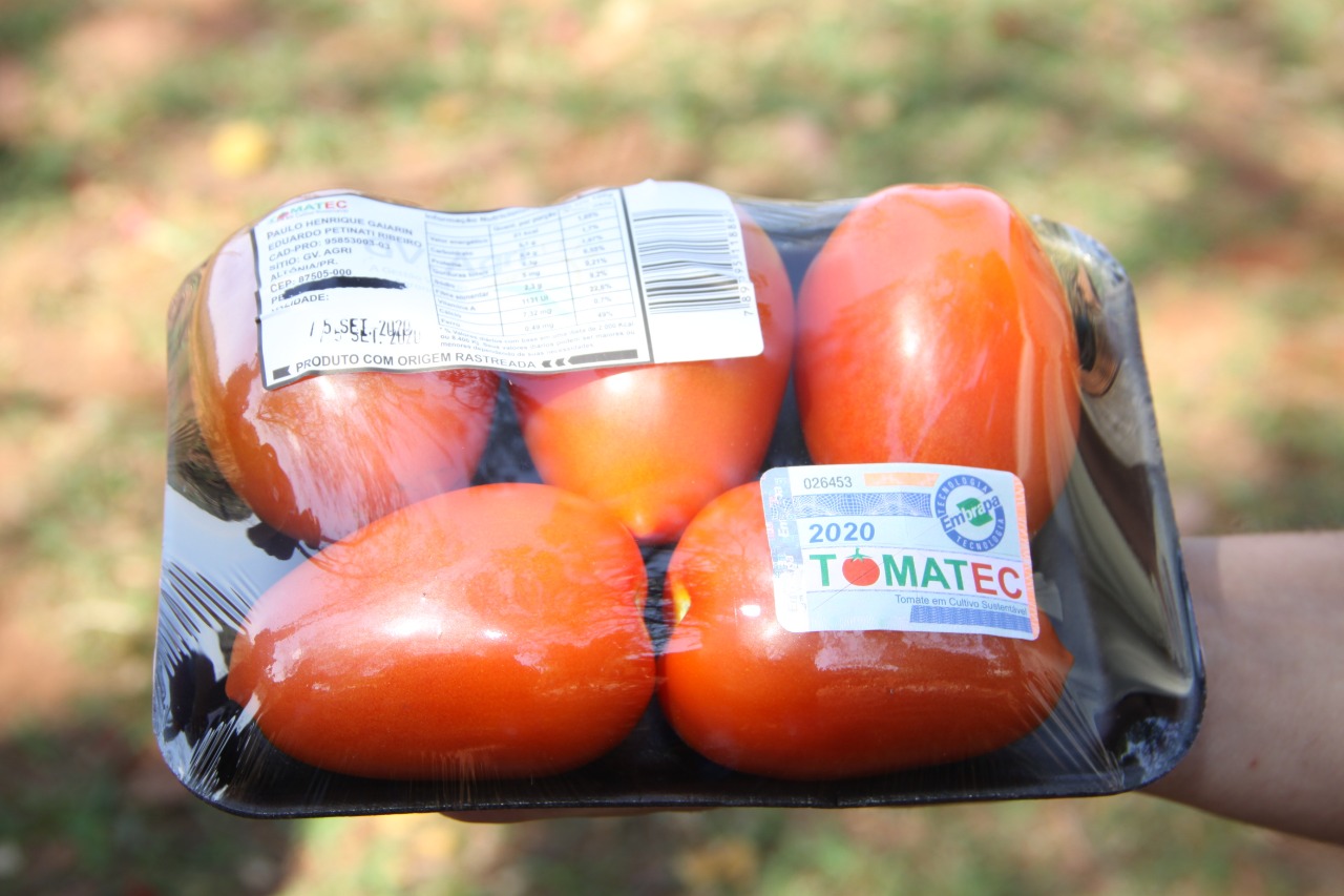 Agricultores da região inovam produzindo tomate seguindo os eixos da sustentabilidade