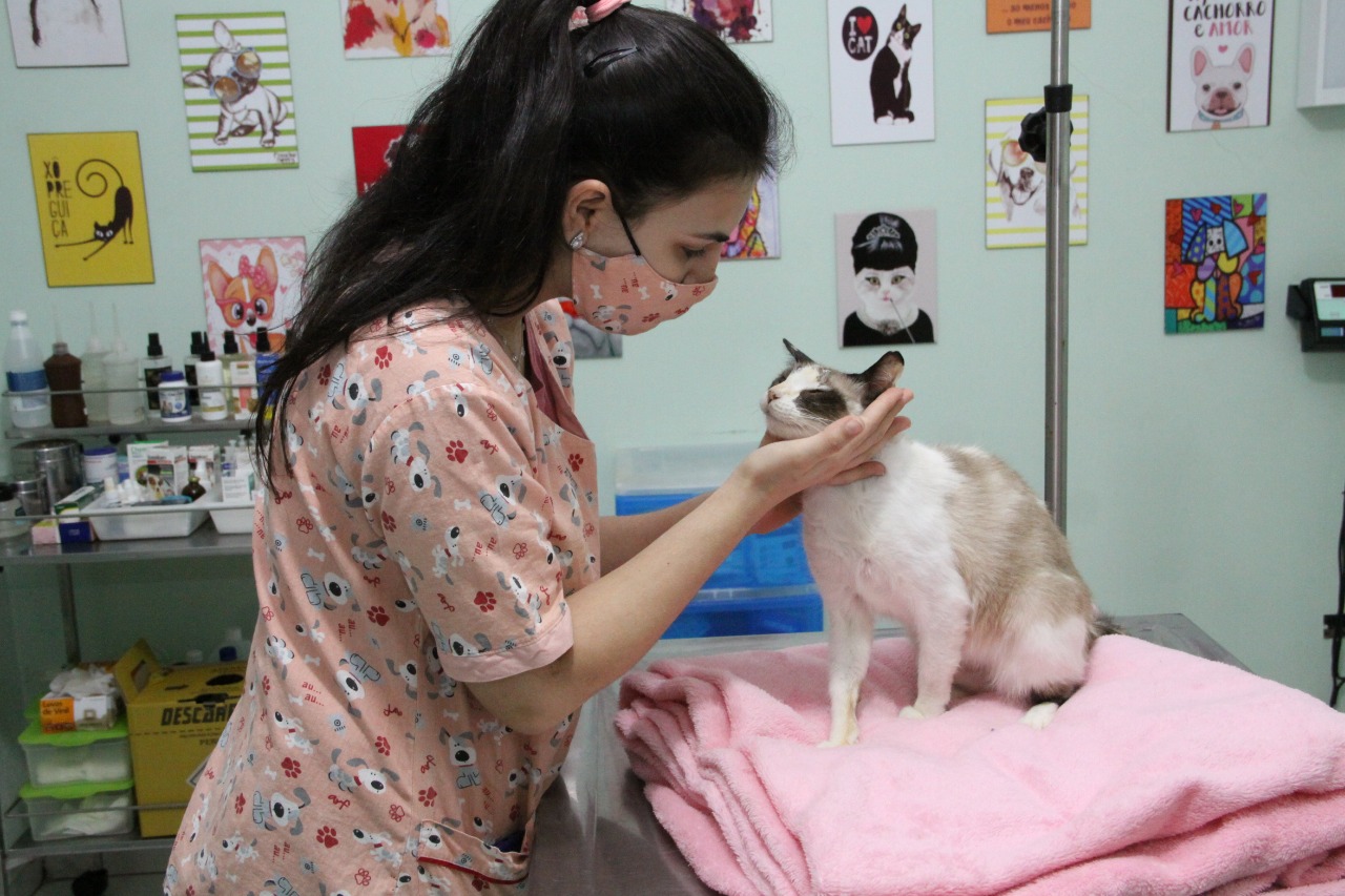 Outubro Rosa Pet alerta para prevenção do câncer de mama em cadelas e gatas