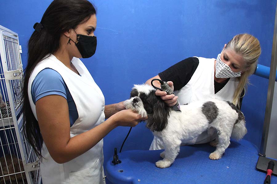 Conheça todos os cuidados na hora do banho e da tosa do seu querido pet