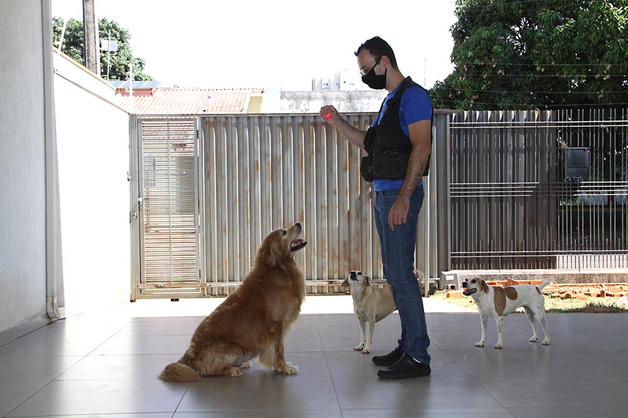 O adestramento permite a comunicação entre tutores e seus animais de estimação