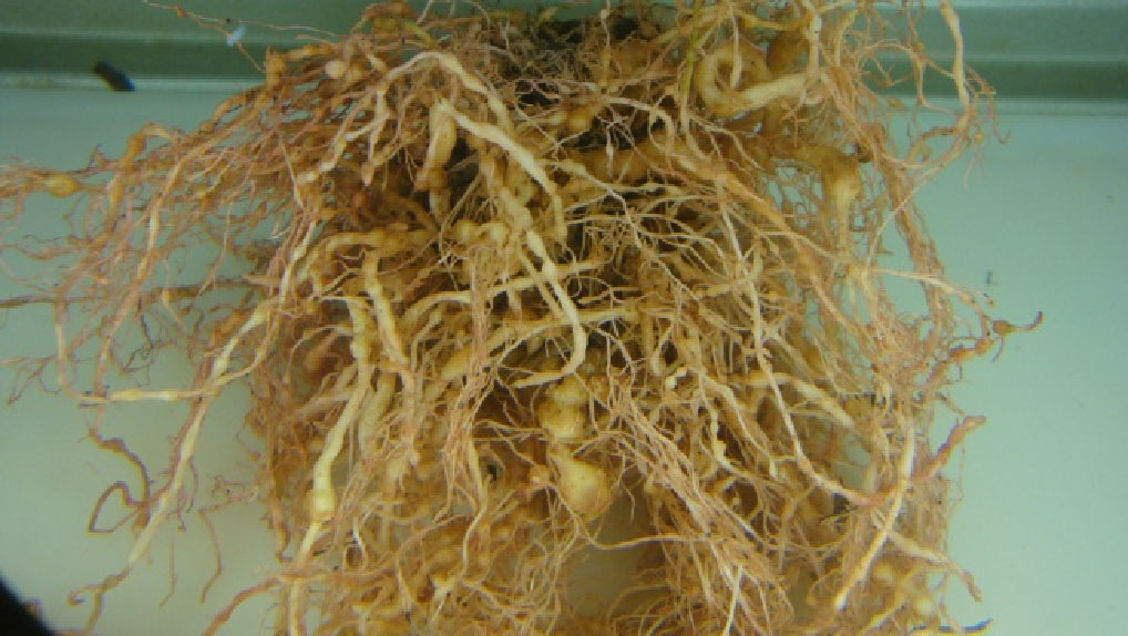 Bacillus: importante aliado no controle biológico de nematoides