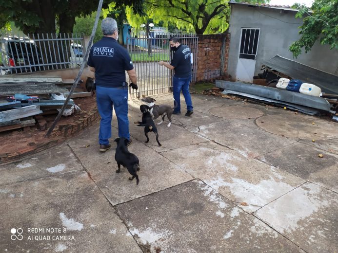 Jornal Ilustrado - Operação conjunta flagra 14 animais em situação de maus tratos em Umuarama
