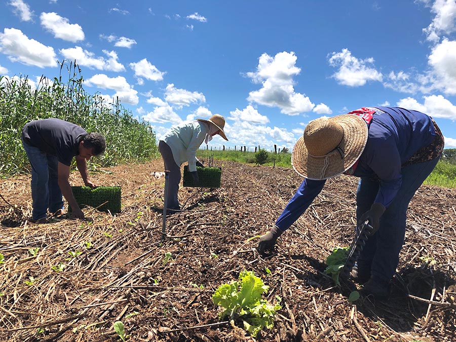 Produtores de hortaliças começam do zero, após longo período de chuvas e perdas