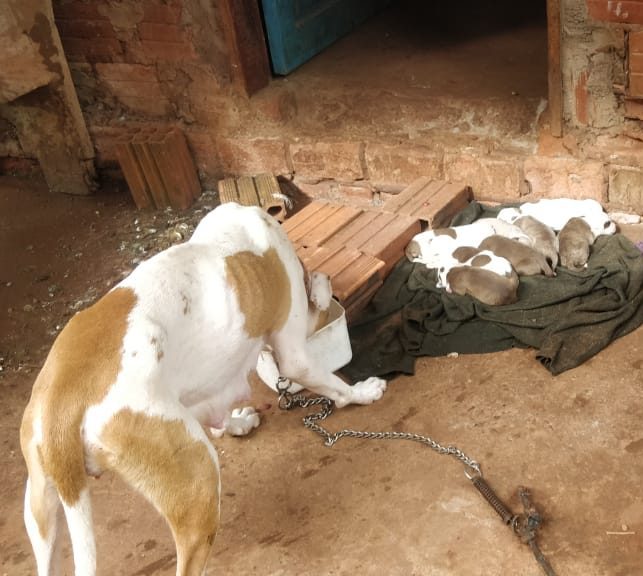 Operação conjunta flagra 14 animais em situação de maus tratos em Umuarama