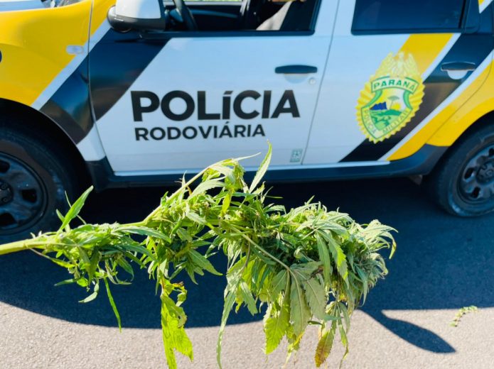 Jornal Ilustrado - Para esconder pé de maconha motorista foge da PRE e causa acidente em Umuarama