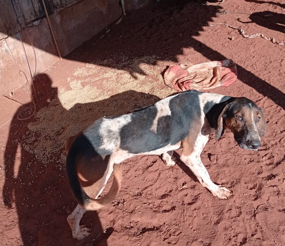 Cães de caça, vítimas de maus tratos, são resgatados em Maria Helena