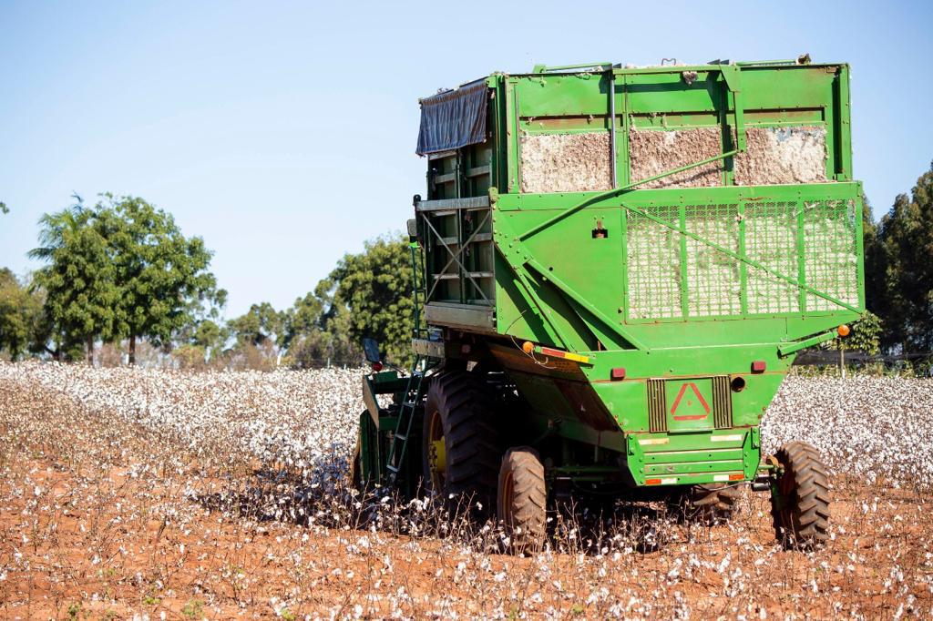 Dia de Campo apresenta pesquisas da UEM de Umuarama sobre algodão no arenito Caiuá