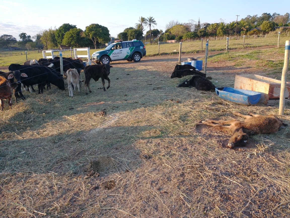 PA flagra gado morrendo por falta de alimento em Umuarama; proprietário disse que animais são preguiçosos