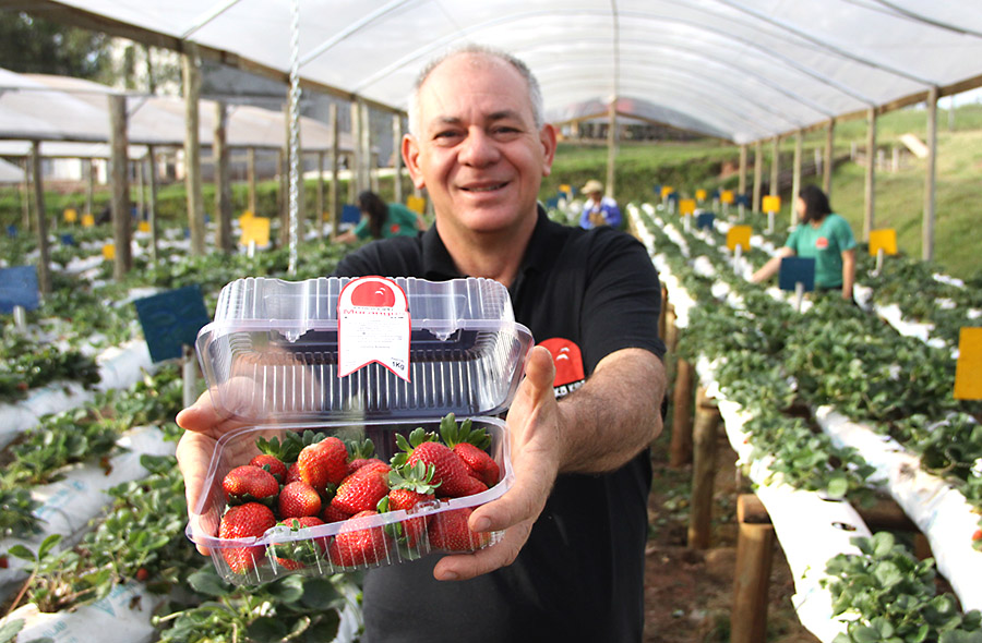 Morangos dão o suporte para agrônomo concretizar o sonho do empreendimento rural