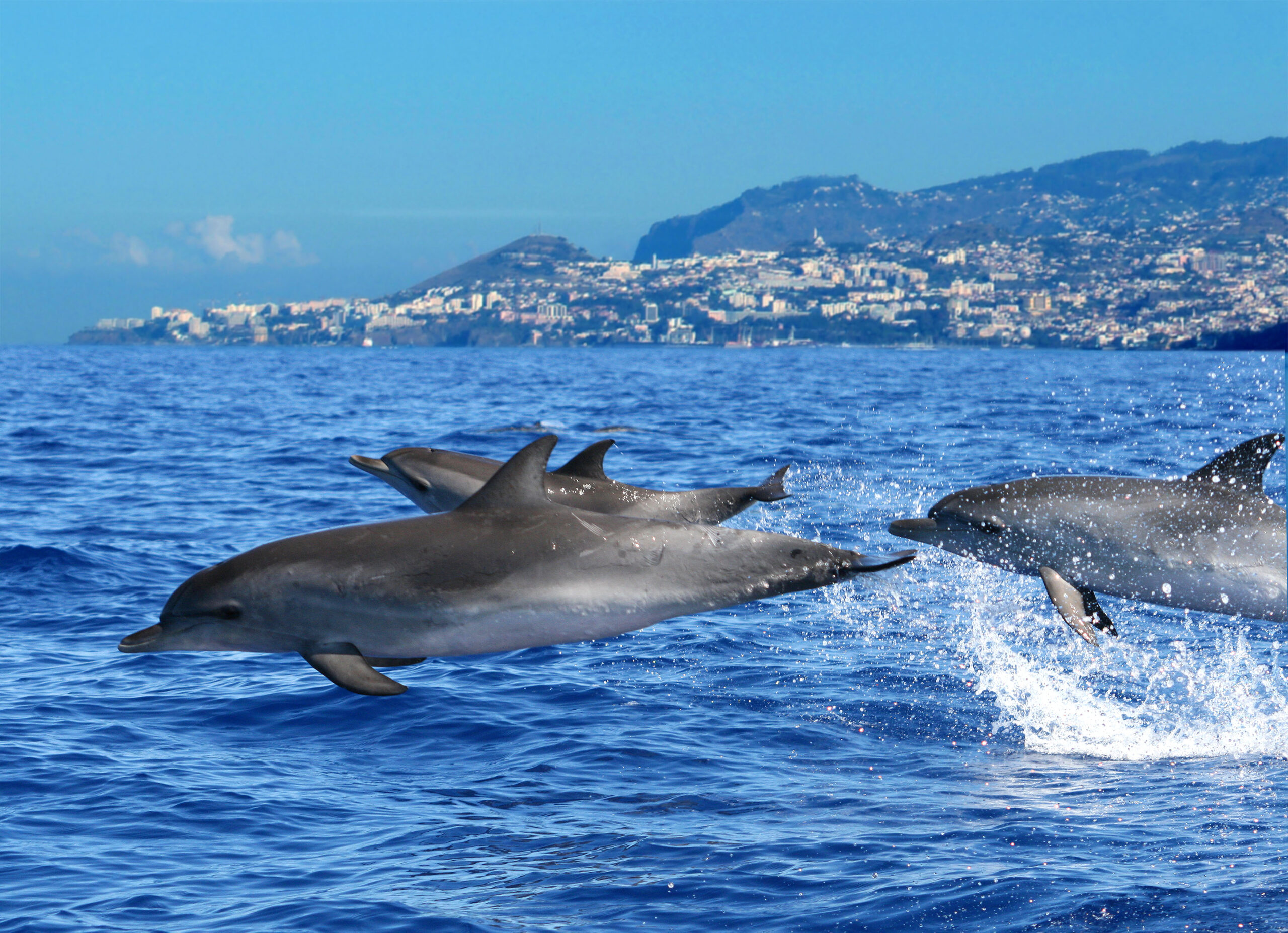 Aguce seus cinco sentidos na Ilha da Madeira