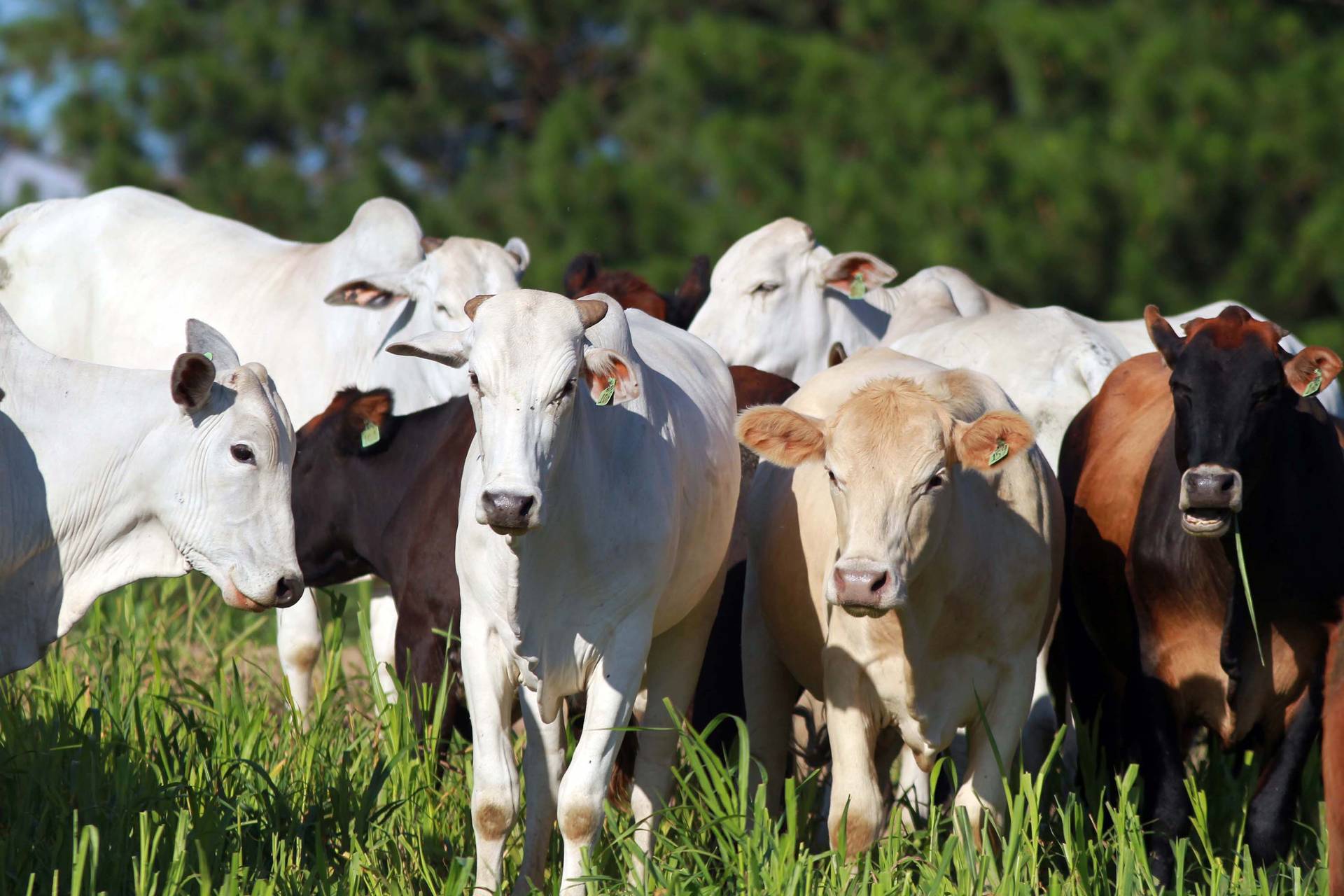 Produção rural cresce 31% na regional de Umuarama e gera R$ 6 bilhões em riquezas