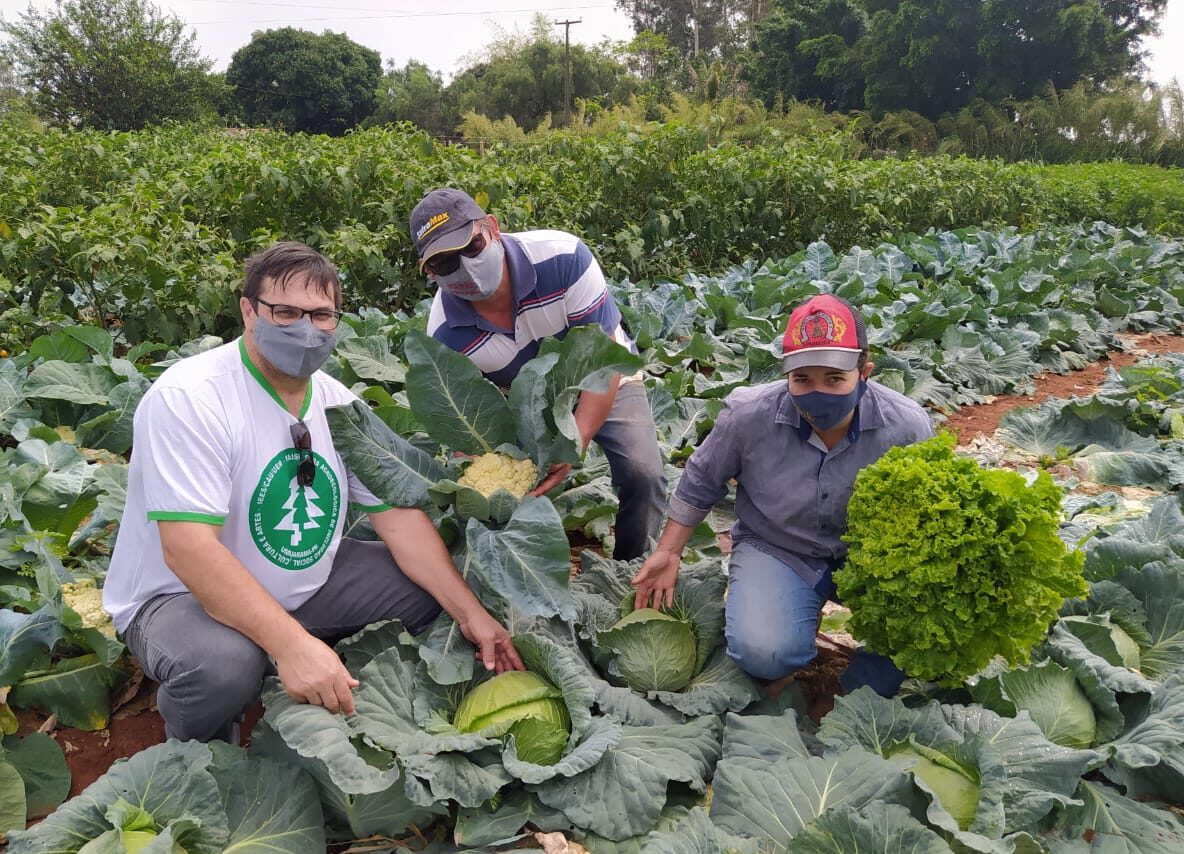 Produção de horta orgânica de Xambrê renova certificado e mantêm qualidade