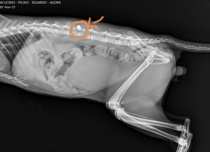 Jornal Ilustrado - Gato fica paraplégico após ser baleado em Perobal
