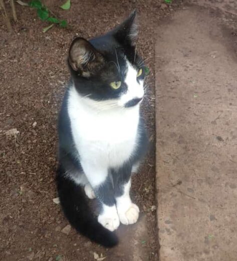 Jornal Ilustrado - Gato fica paraplégico após ser baleado em Perobal