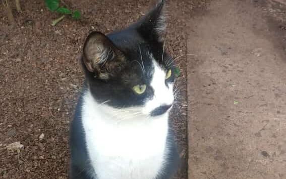 Gato fica paraplégico após ser baleado em Perobal