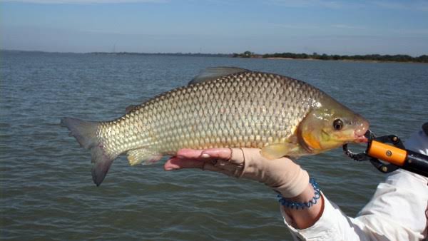Domingo tem a Pesca do Piauçu em Altônia