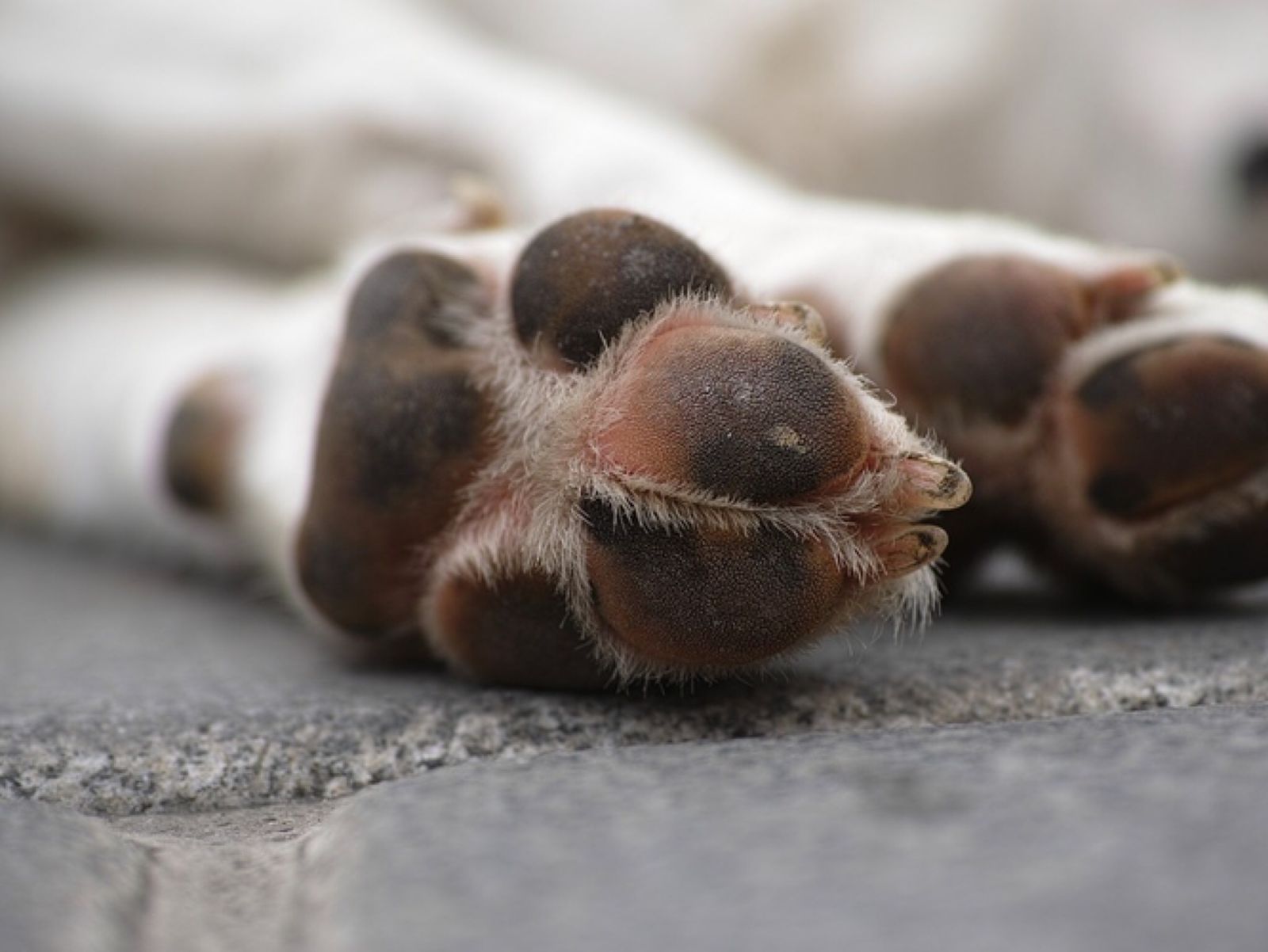 Jornal Ilustrado - Empresa anuncia recall de petiscos após morte de 40 cachorros