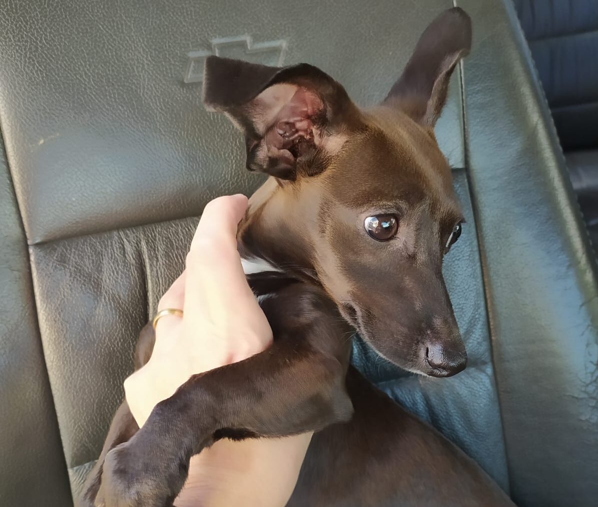 Cachorrinha salsicha procura por tutor desaparecido em Umuarama