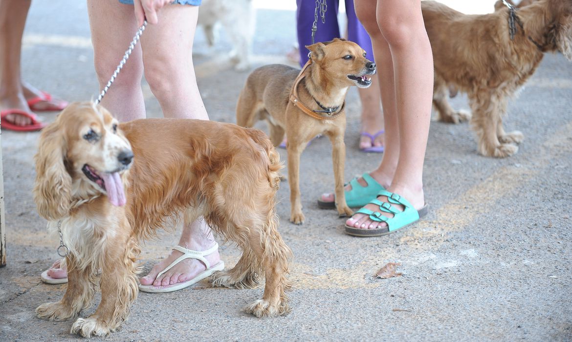 Jornal Ilustrado - Senacon determina recolhimento de petiscos caninos Balance Bifinhos