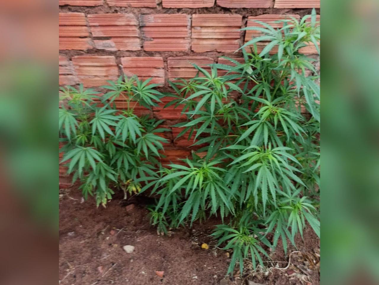 Jornal Ilustrado - <strong>Homem é preso após ser flagrado com drogas e 16 pés de maconha em Pérola </strong> 