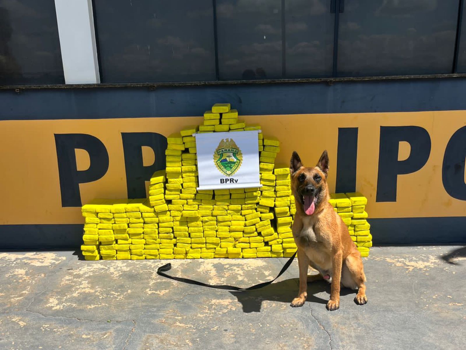 Jornal Ilustrado - Motorista de carro é preso com mais de 200 quilos de maconha em Iporã 