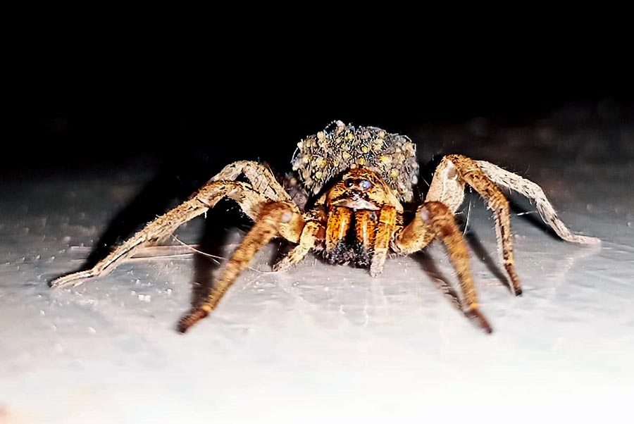 ARANHA_DE_GRAMA