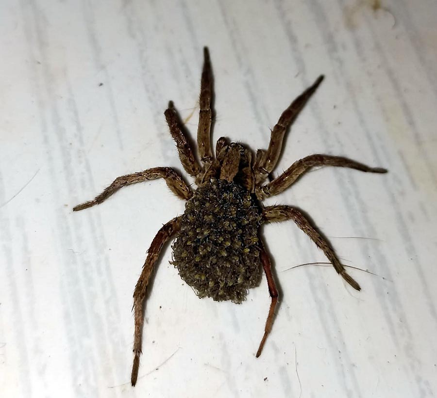 ARANHA_DE_JARDIM_UMUARAMA