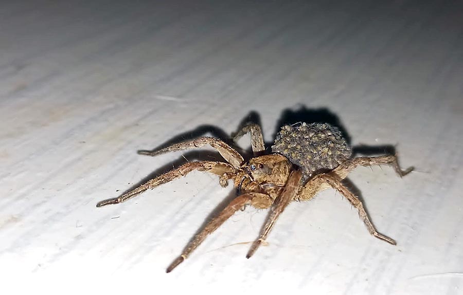 ARANHA_LOBO_FILHOTES_NAS_COSTAS