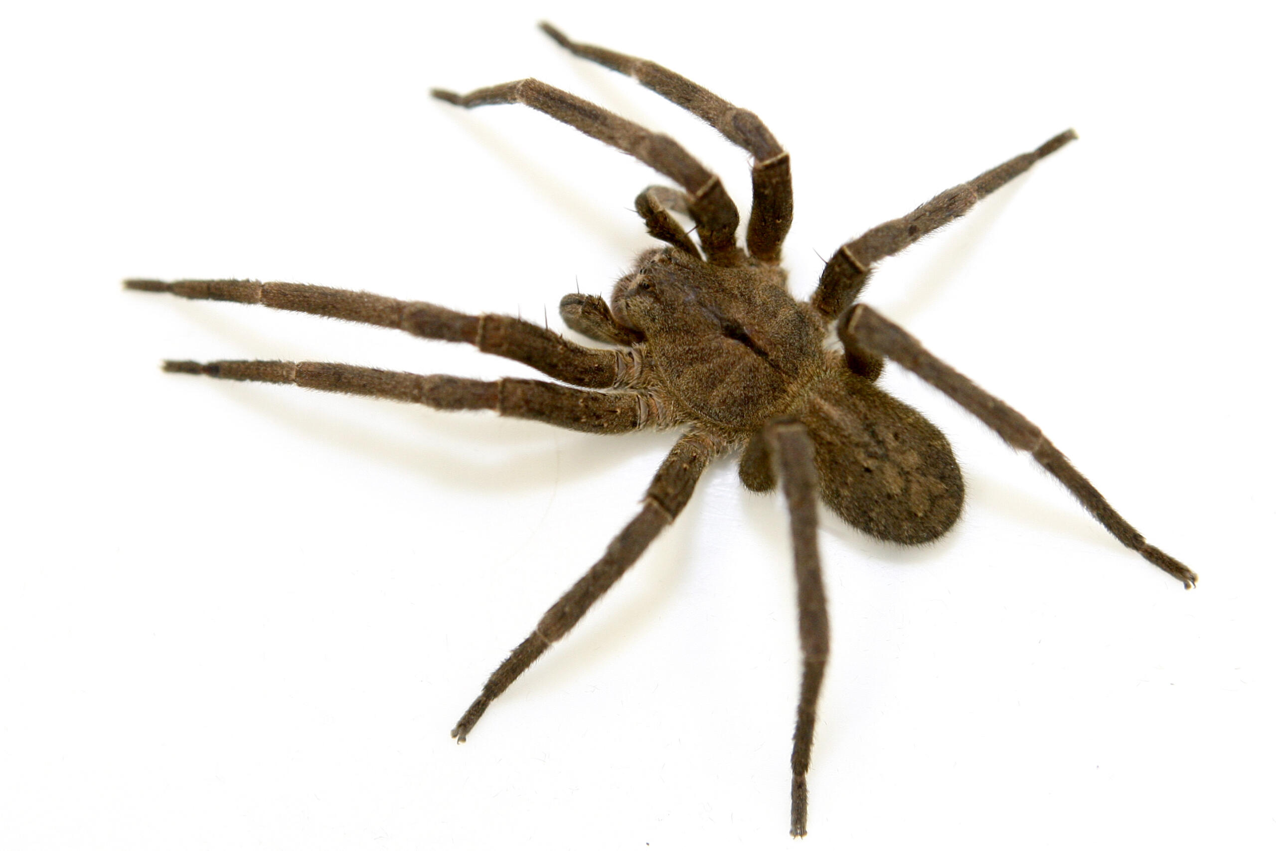 Jornal Ilustrado - Aranha é flagrada carregando centenas de filhotes nas costas, em Umuarama