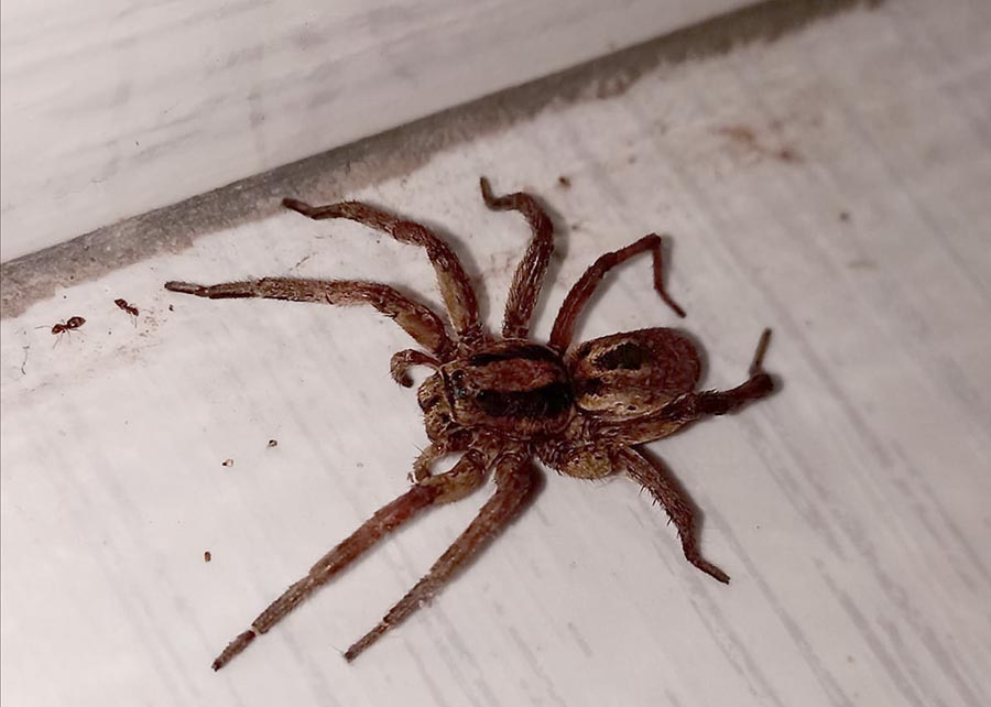 aranha_lobo_macho