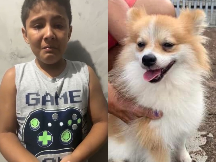 Spitz Alemão desaparece em Umuarama e criança de 9 anos faz apelo para reencontrá-lo; VÍDEO 
