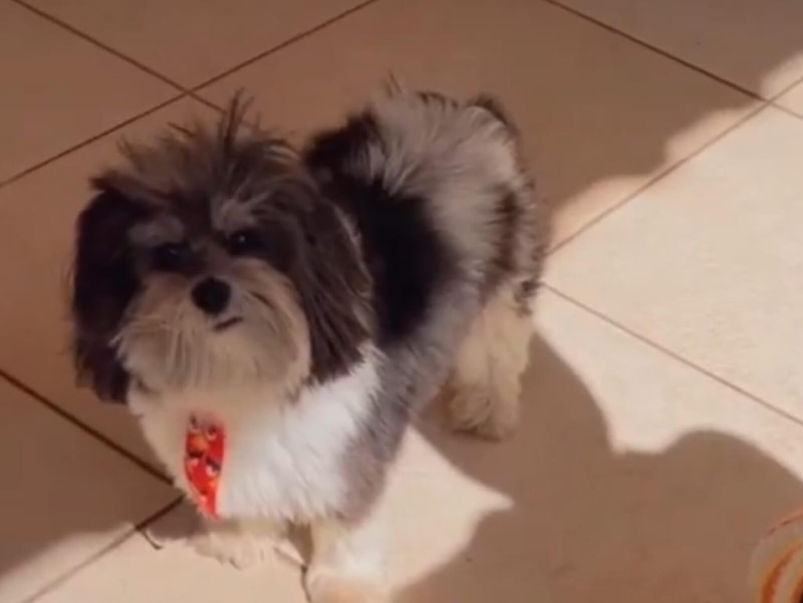 Jovem faz apelo para encontrar cachorro desaparecido em Umuarama  