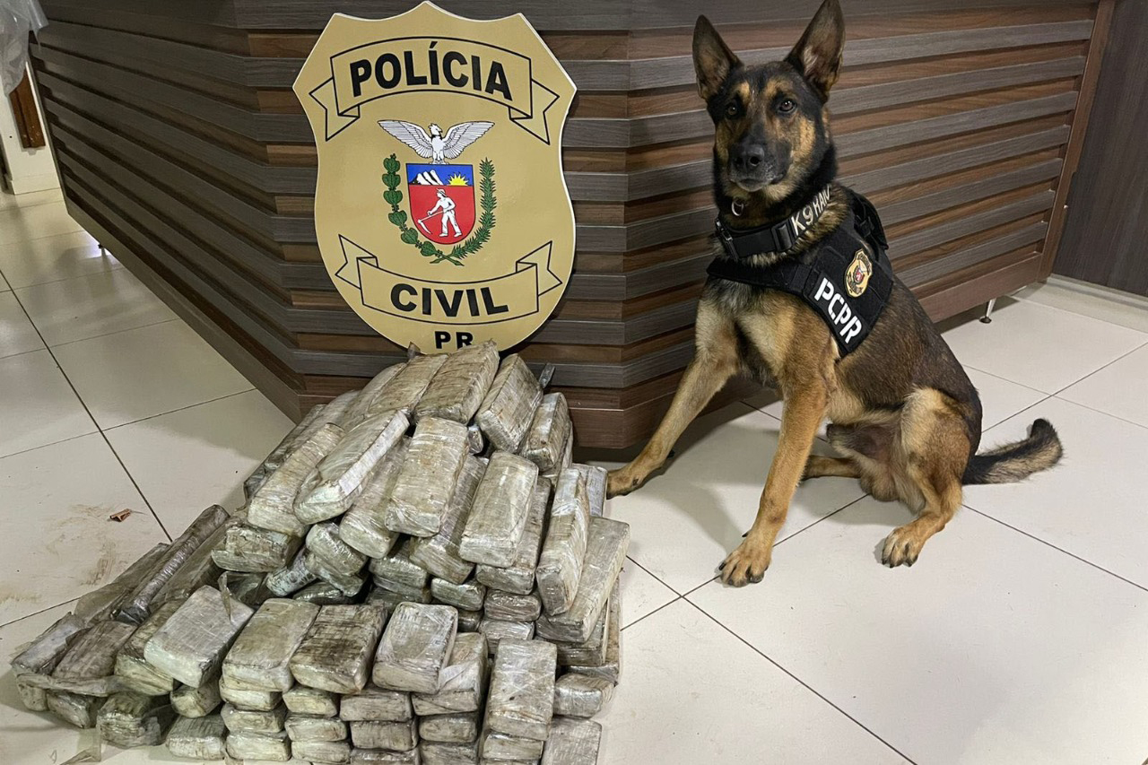 Jornal Ilustrado - Ações com cães policiais da PCPR apreenderam 10,3 toneladas de drogas em 2022