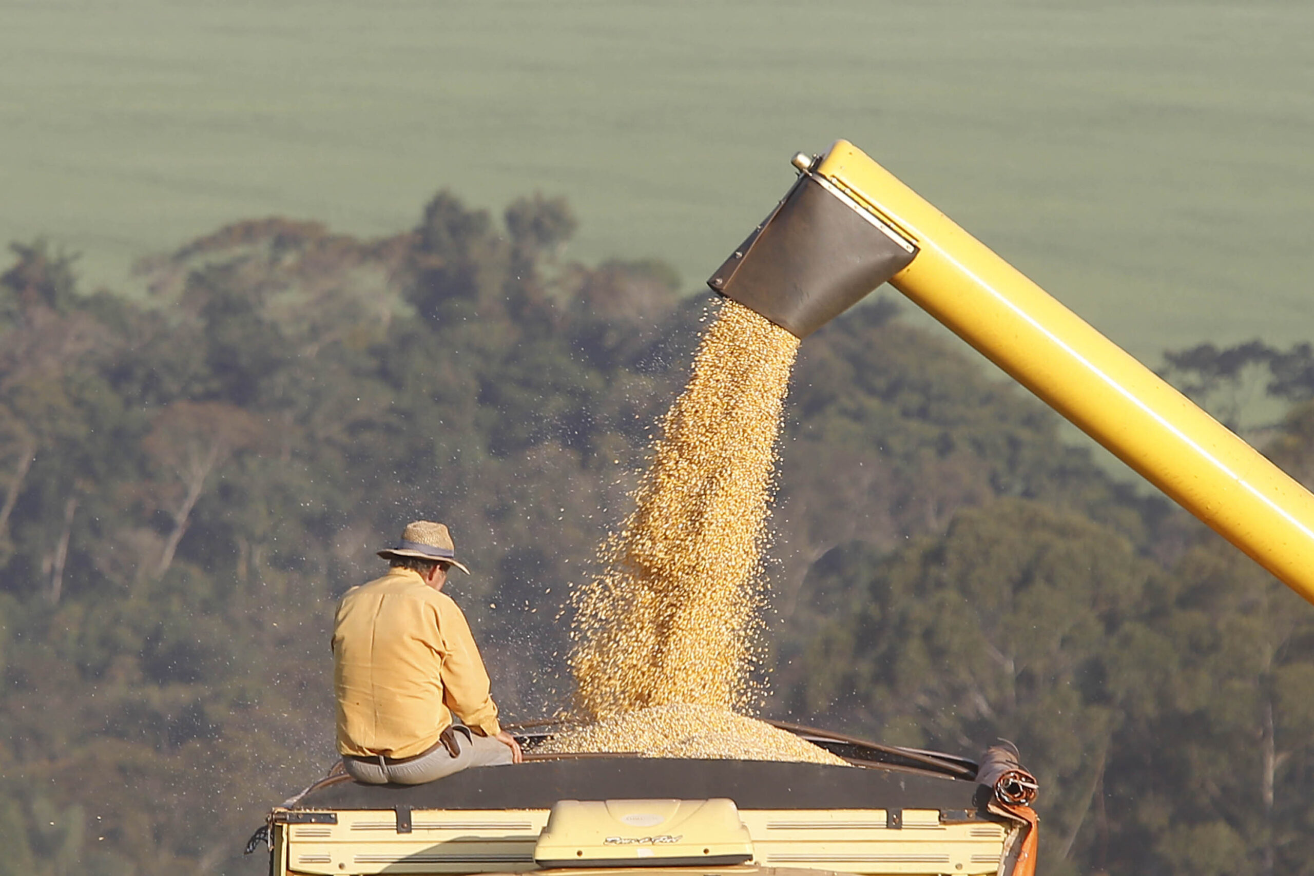 Jornal Ilustrado - Com demanda crescente no mundo, Paraná deve produzir 19 milhões de toneladas de milho