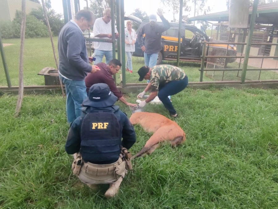 PRF resgata espécie de cervo ameaçada de extinção em Porto Camargo  