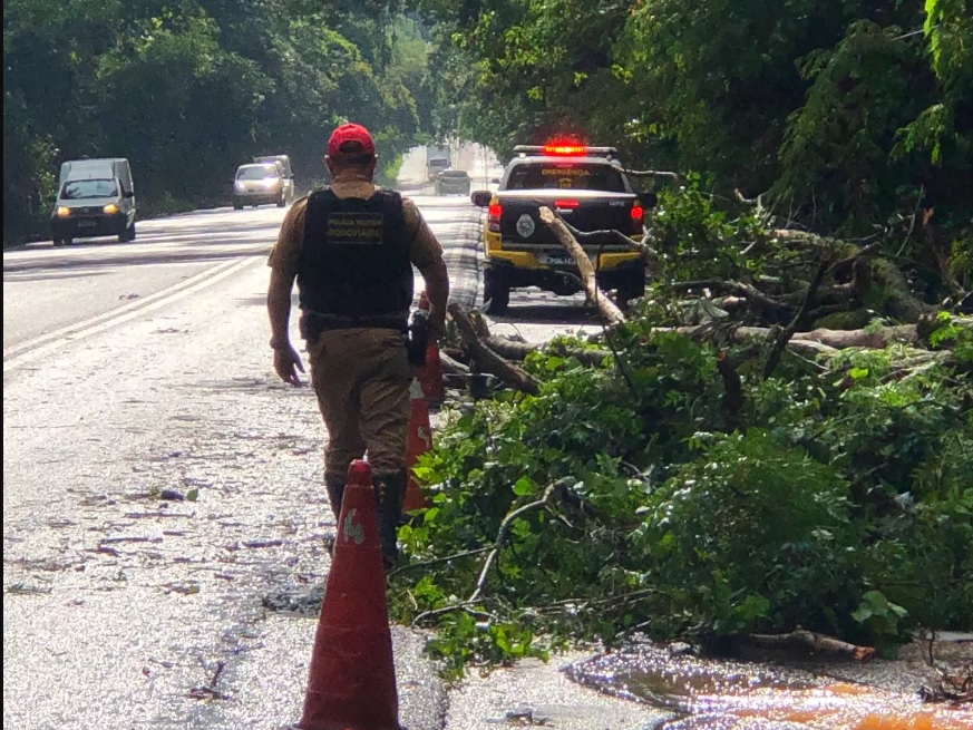 Queda de árvore interdita parcialmente PR-323, entre Umuarama e Cruzeiro do Oeste