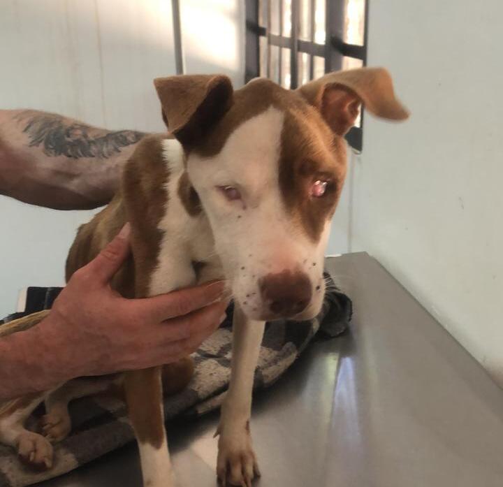 Pitbull vítima de maus-tratos é resgatado no jardim Belo Monte
