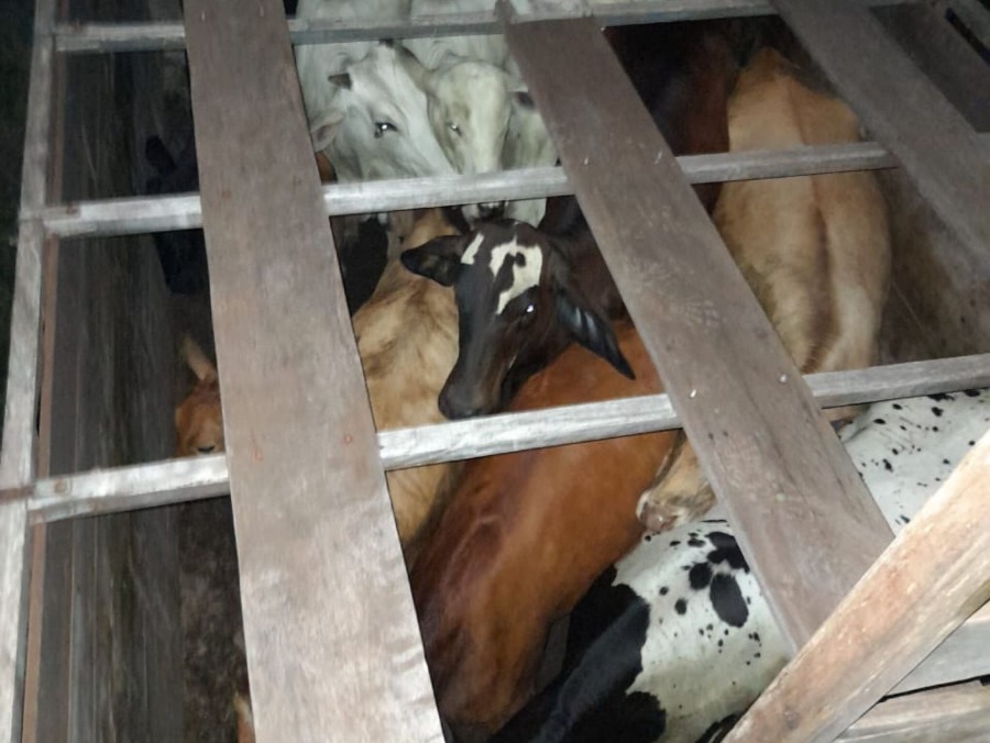 Polícia Militar impende furto de gado e prende suspeito em Alto Piquiri