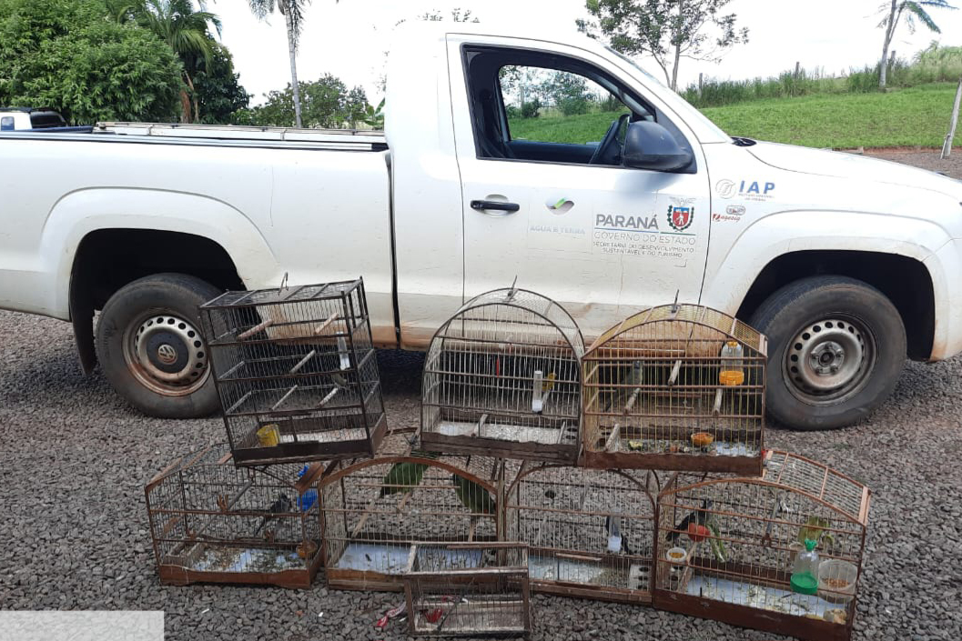 Jornal Ilustrado - Fiscais do IAT resgatam seis aves silvestres de criador clandestino em Perobal