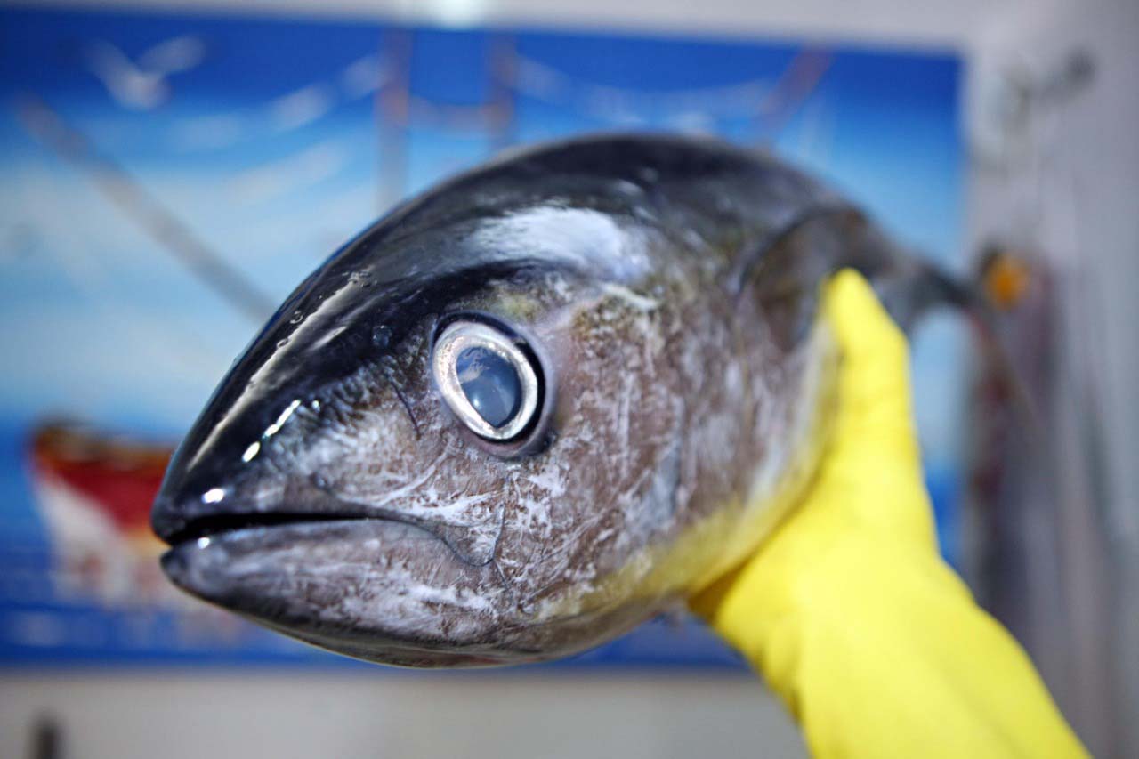 Jornal Ilustrado - Saúde orienta sobre cuidados ao escolher o pescado neste período de maior consumo