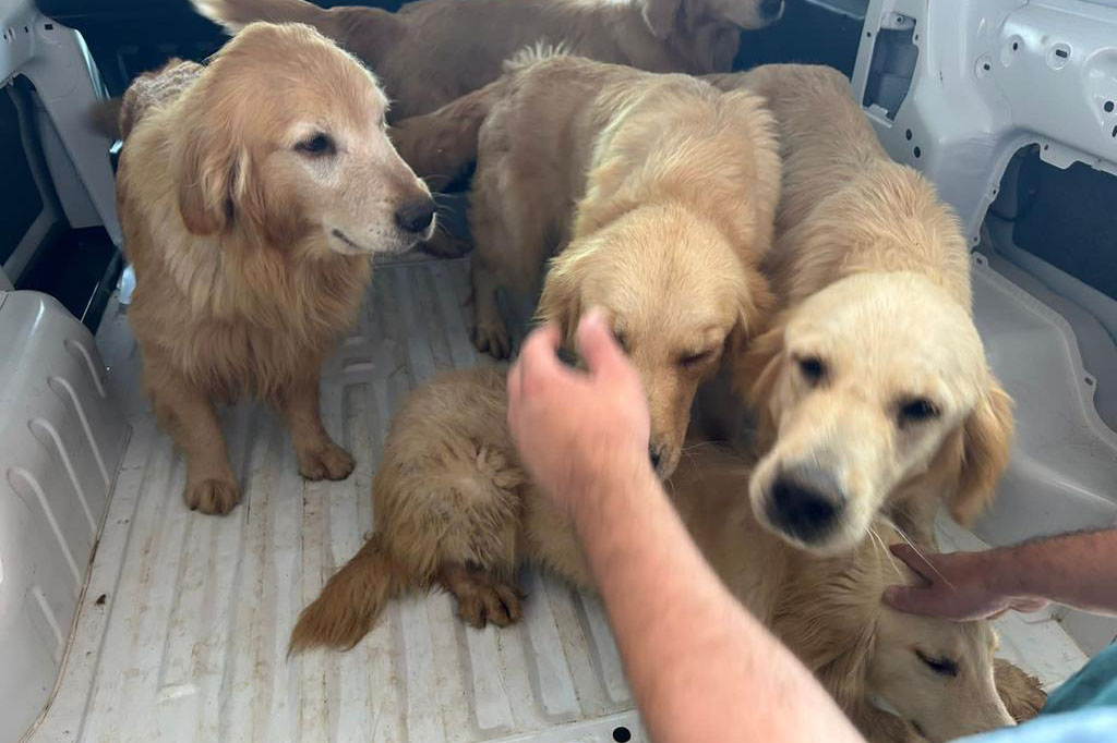 Jornal Ilustrado - PC resgata 28 cães em situação de maus-tratos e prende homem em Piraí do Sul