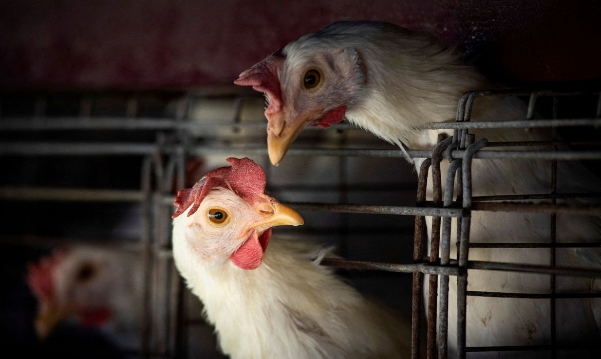 Jornal Ilustrado - Gripe aviária leva Brasil a decretar emergência zoossanitária
