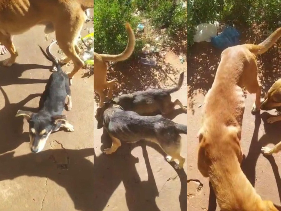 Homem é preso após PM resgatar cães vítimas de maus-tratos em Umuarama