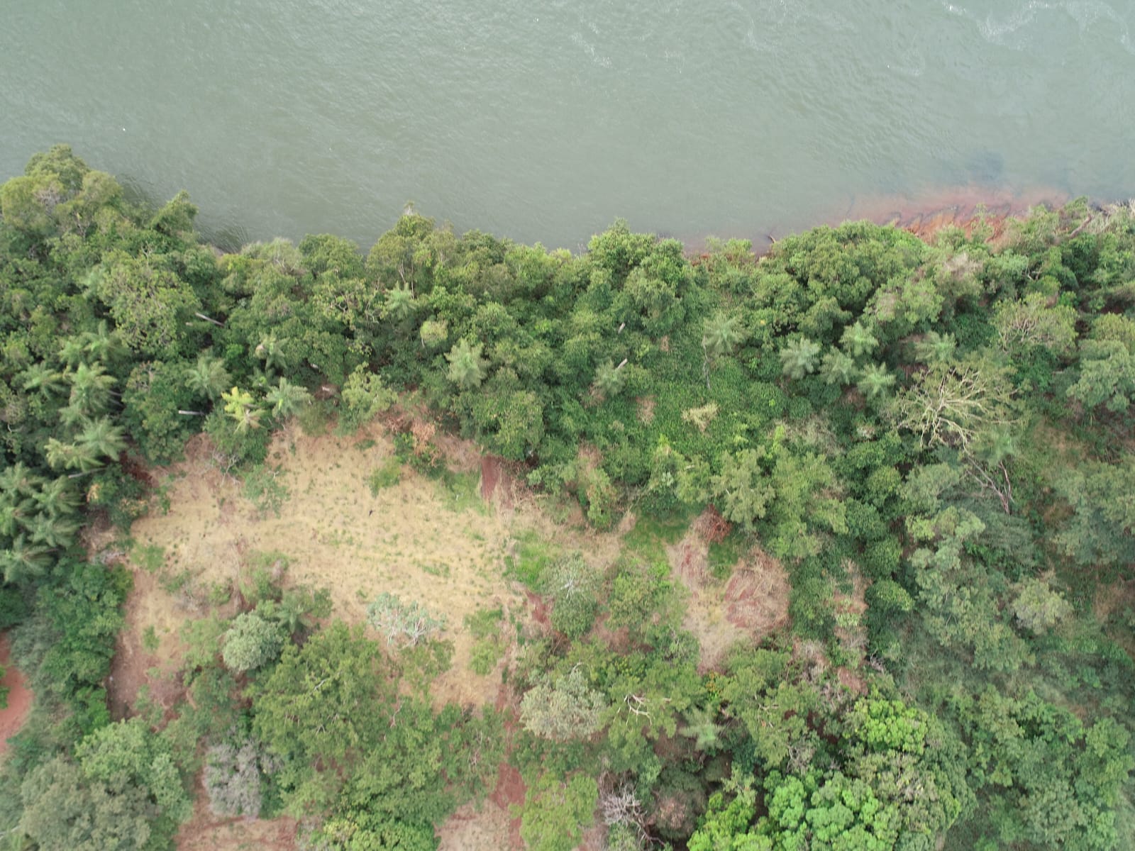 Jornal Ilustrado - Desmatamento em área de preservação permanente gera multa de R$ 10 mil em Porto Rico 