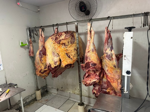 Jornal Ilustrado - Gado furtado é abatido e carne encontrada em açougue no centro de Umuarama